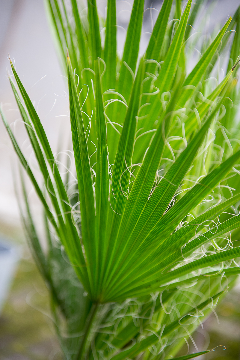 palmė washingtonia filifera palm tree kambarinis augalas gėlės ir manufaktūra