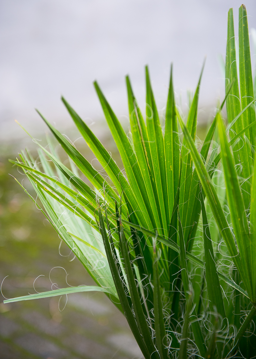 palmė washingtonia filifera palm tree kambarinis augalas gėlės ir manufaktūra