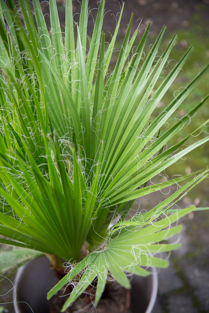 palmė washingtonia filifera palm tree kambarinis augalas gėlės ir manufaktūra