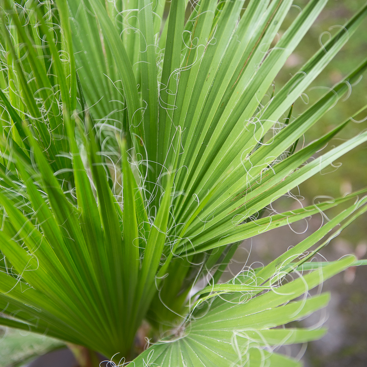 palmė washingtonia filifera palm tree kambarinis augalas gėlės ir manufaktūra