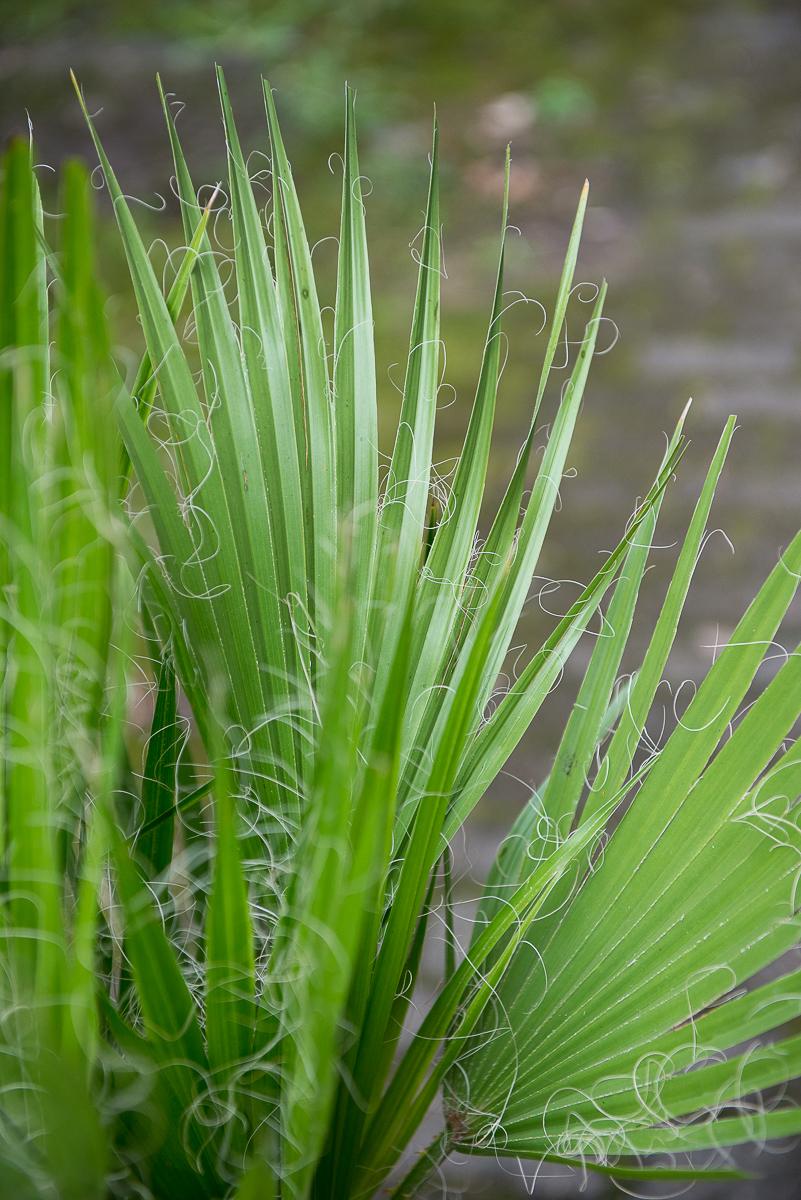 palmė washingtonia filifera palm tree kambarinis augalas gėlės ir manufaktūra