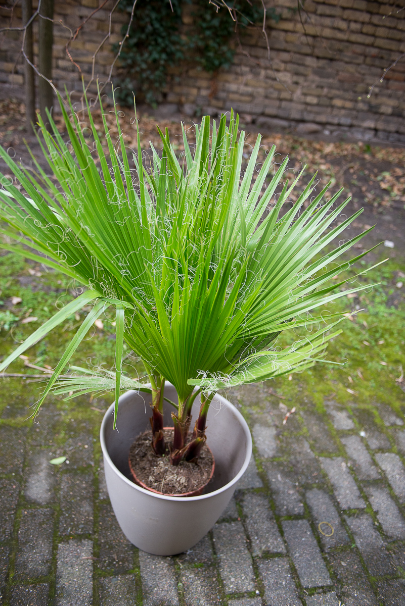 palmė washingtonia filifera palm tree kambarinis augalas gėlės ir manufaktūra