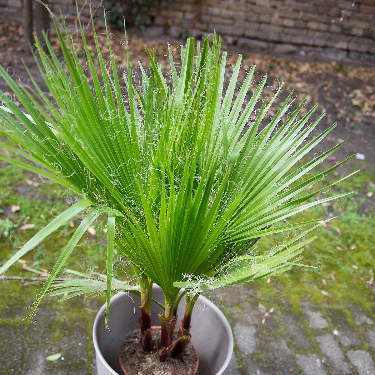 palmė washingtonia filifera palm tree kambarinis augalas gėlės ir manufaktūra