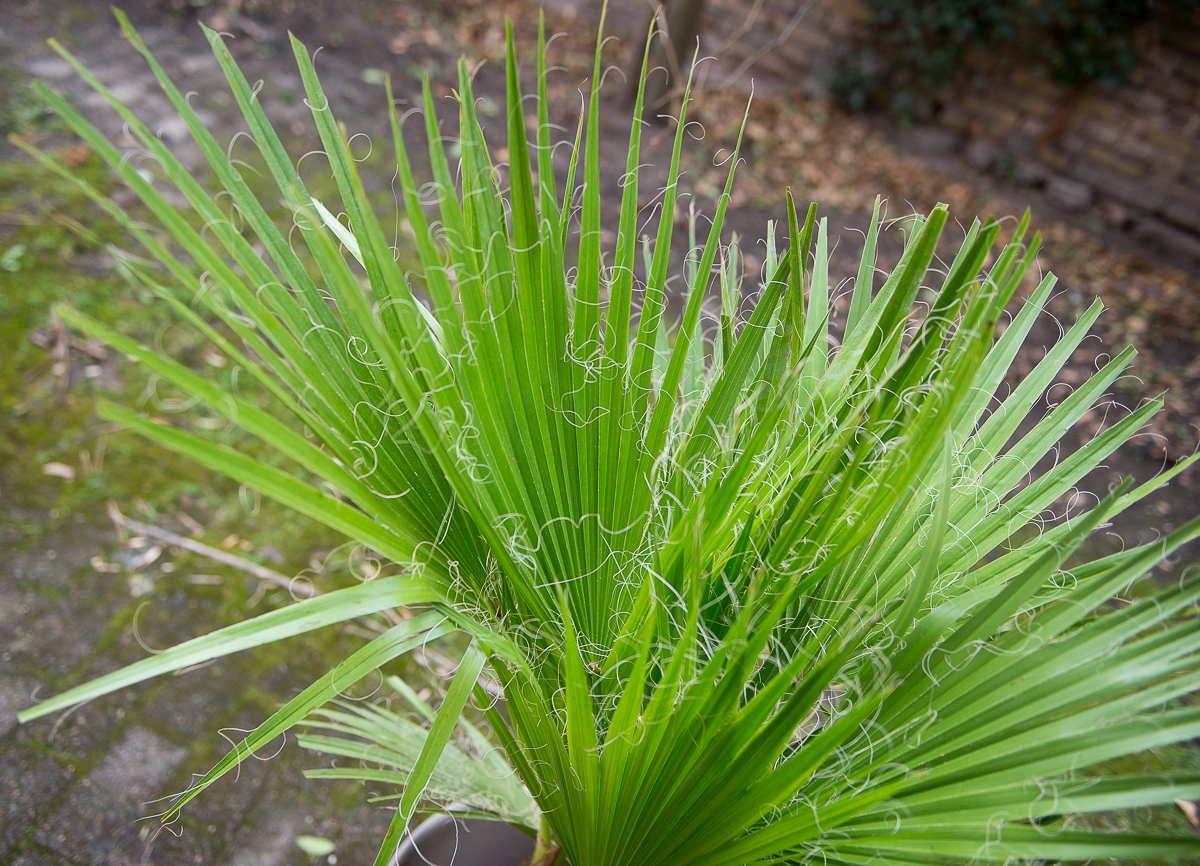 palmė washingtonia filifera palm tree kambarinis augalas gėlės ir manufaktūra