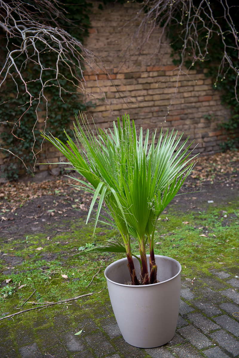 palmė washingtonia filifera palm tree kambarinis augalas gėlės ir manufaktūra