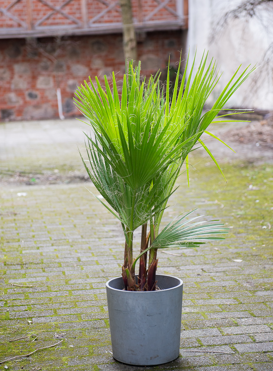 palmė washingtonia filifera palm tree kambarinis augalas gėlės ir manufaktūra