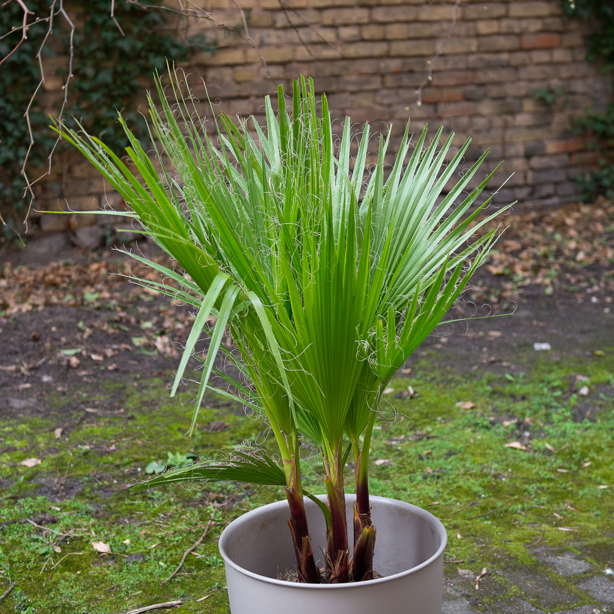 palmė washingtonia filifera palm tree kambarinis augalas gėlės ir manufaktūra