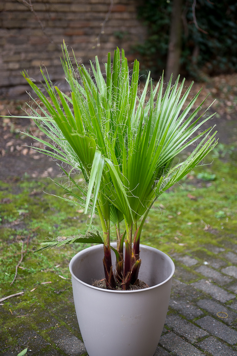 palmė washingtonia filifera palm tree kambarinis augalas gėlės ir manufaktūra