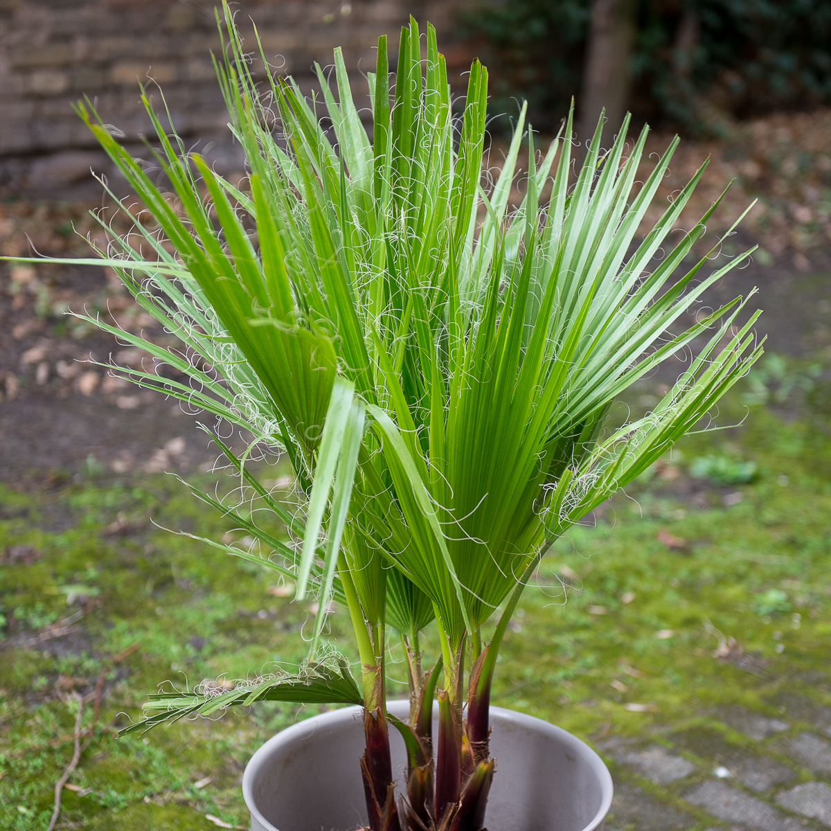 palmė washingtonia filifera palm tree kambarinis augalas gėlės ir manufaktūra