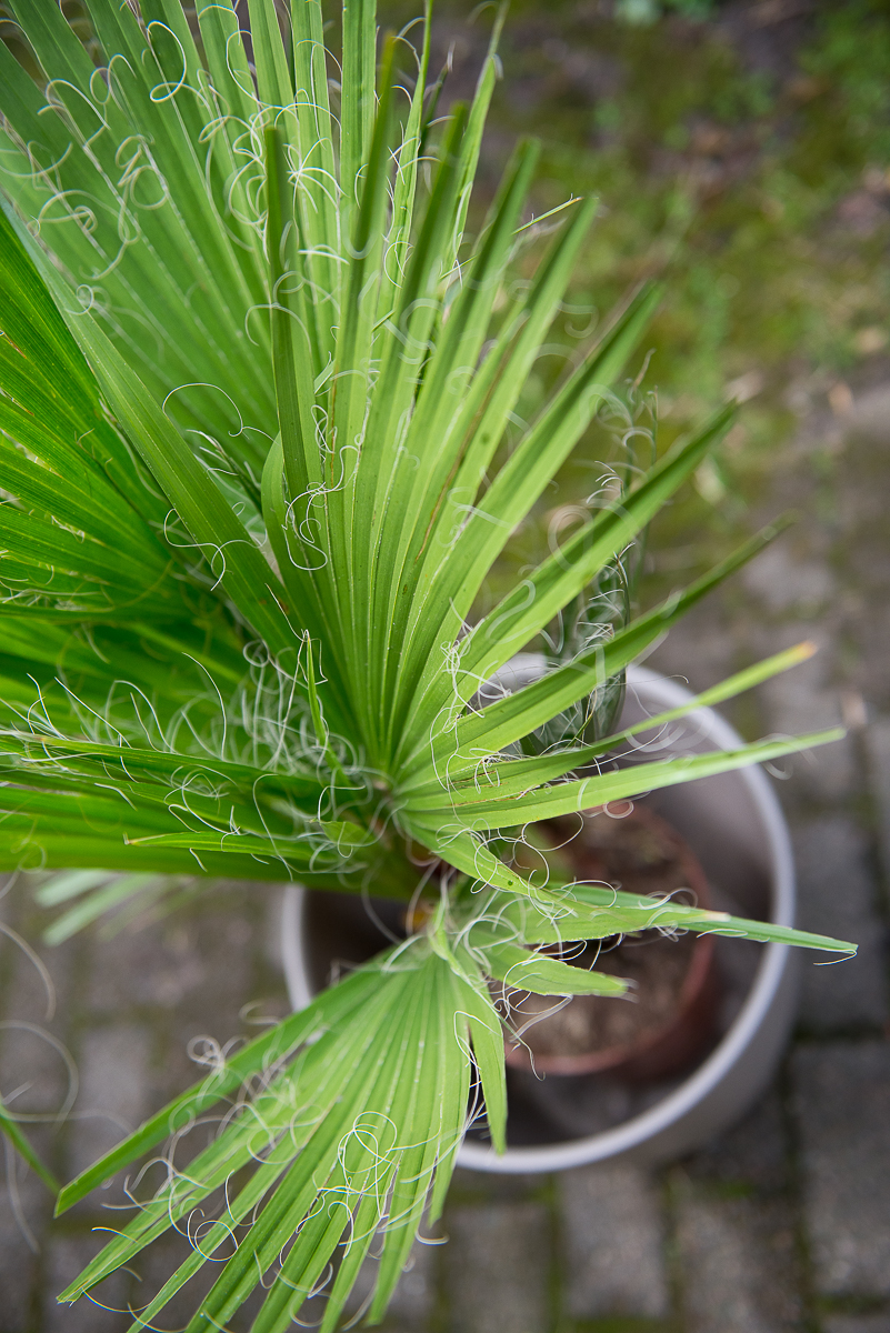 palmė washingtonia filifera palm tree kambarinis augalas gėlės ir manufaktūra
