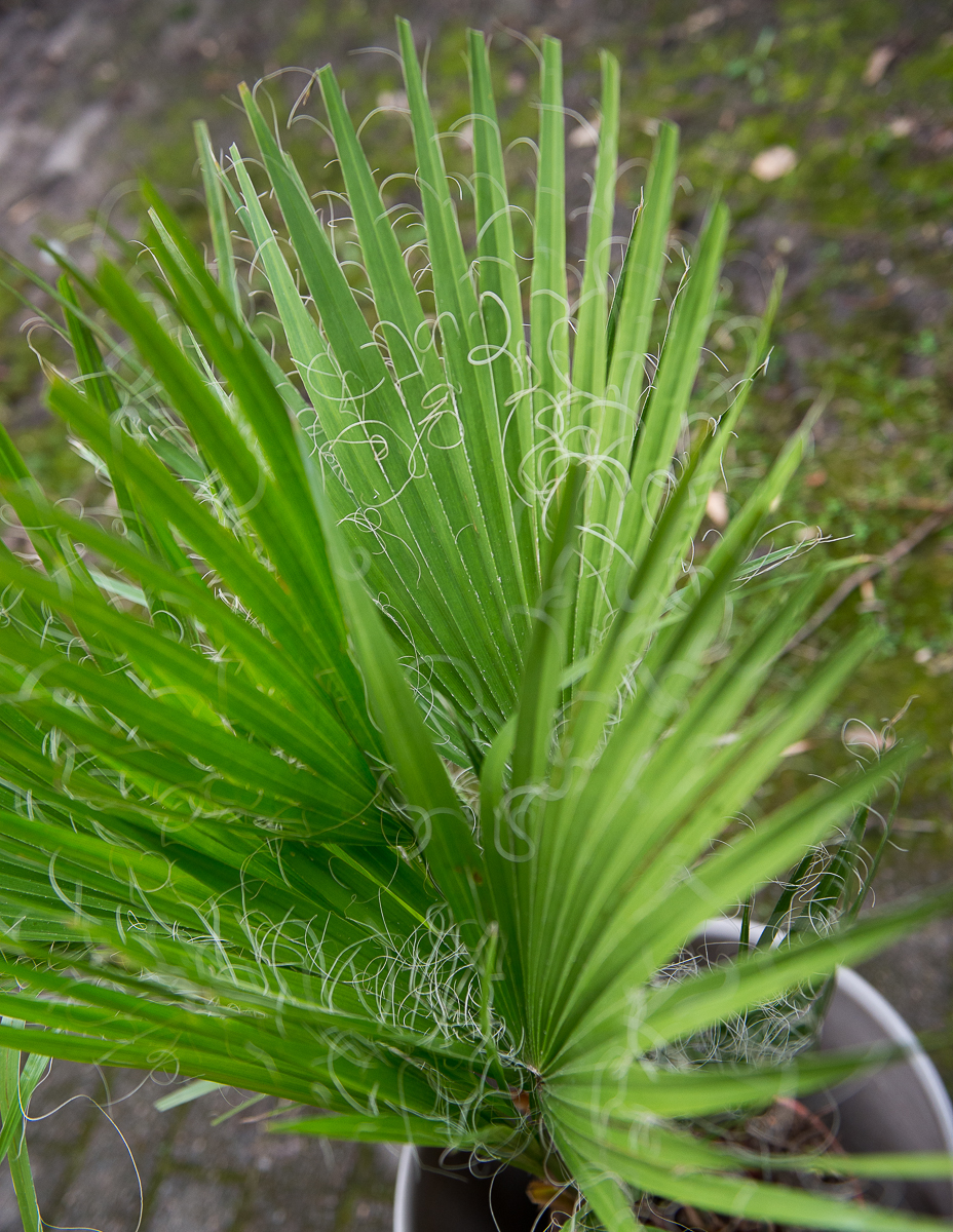 palmė washingtonia filifera palm tree kambarinis augalas gėlės ir manufaktūra