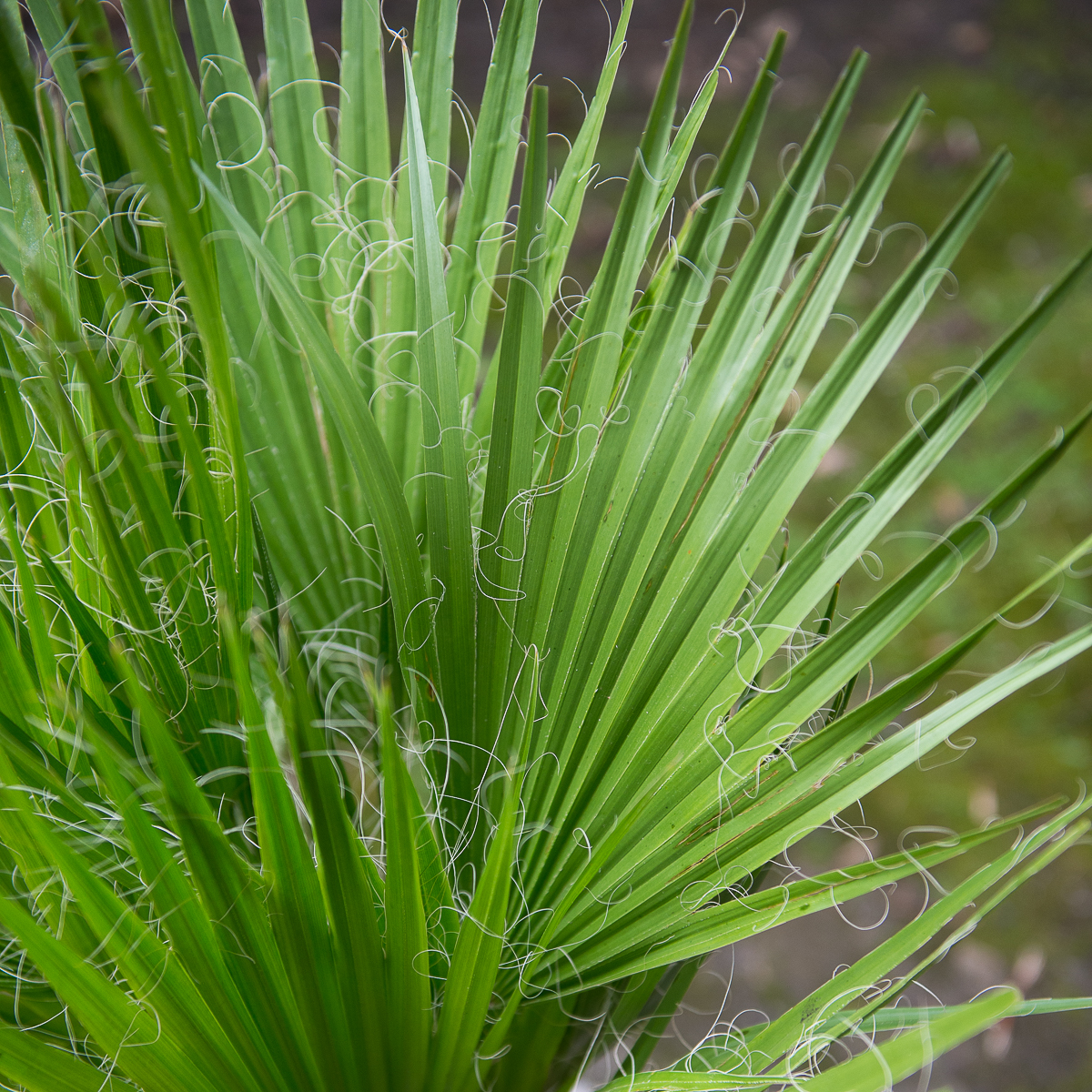 palmė washingtonia filifera palm tree kambarinis augalas gėlės ir manufaktūra