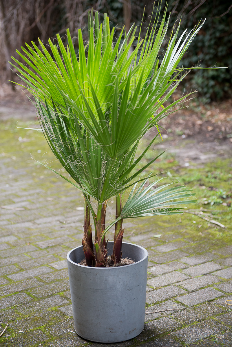 palmė washingtonia filifera palm tree kambarinis augalas gėlės ir manufaktūra