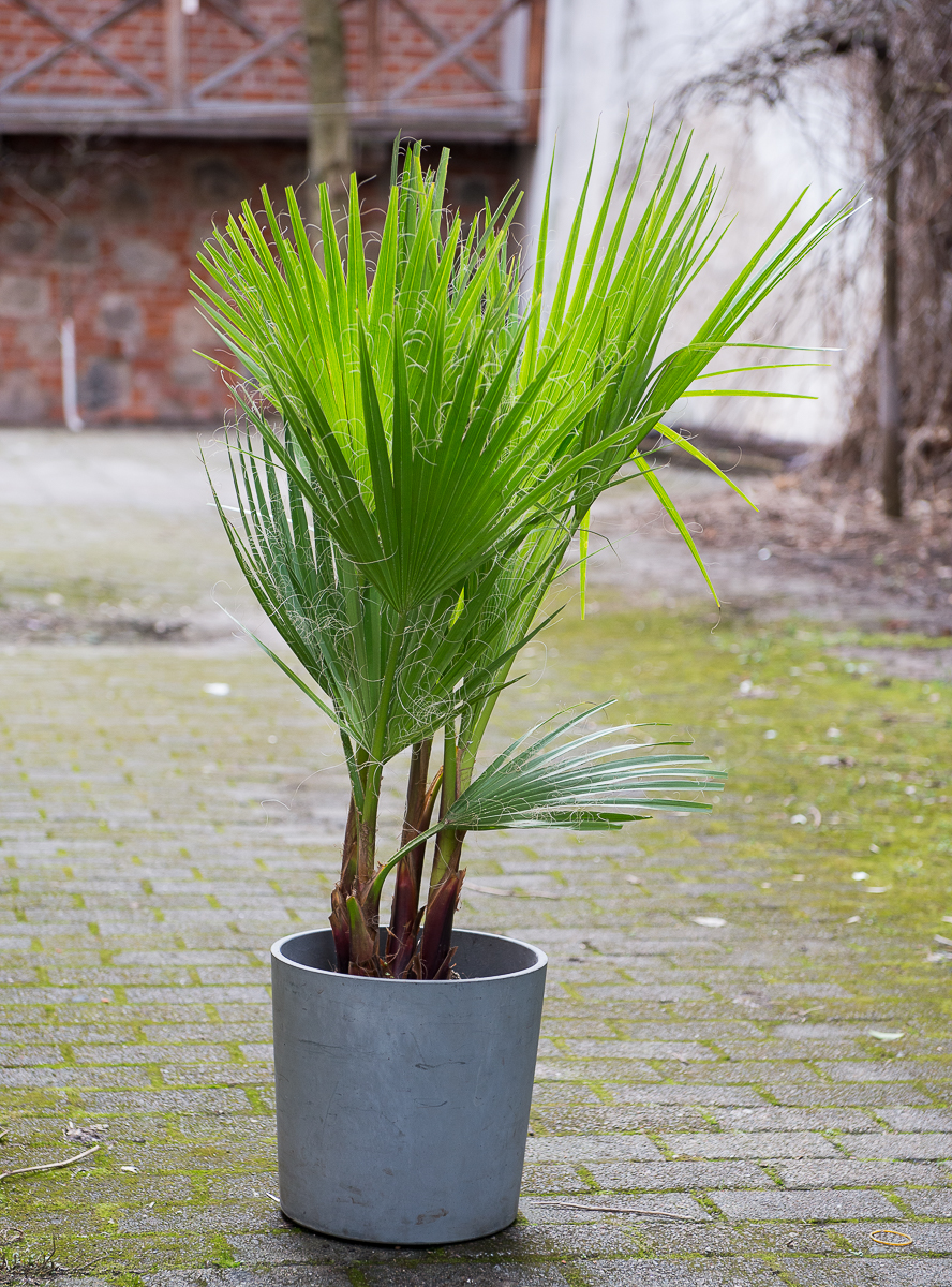 palmė washingtonia filifera palm tree kambarinis augalas gėlės ir manufaktūra