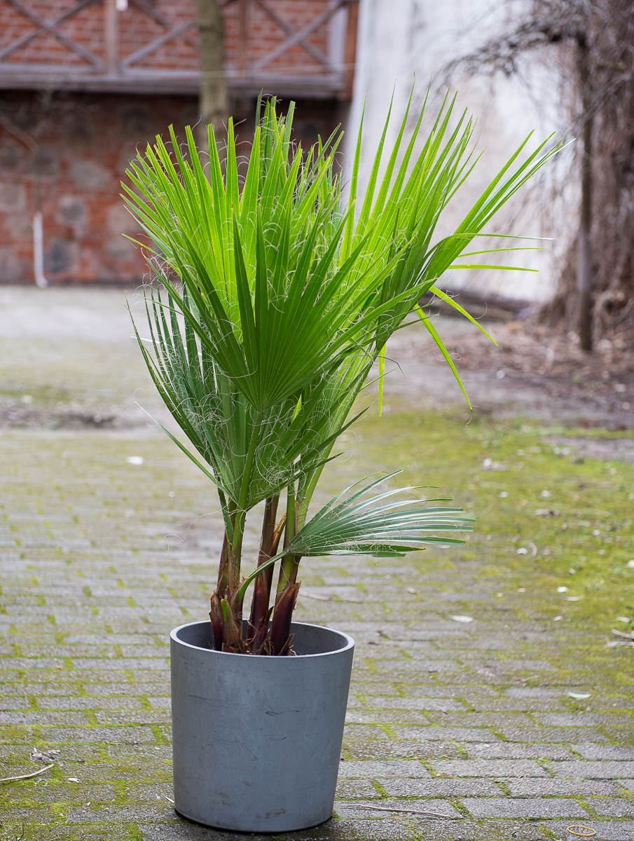palmė washingtonia filifera palm tree kambarinis augalas gėlės ir manufaktūra