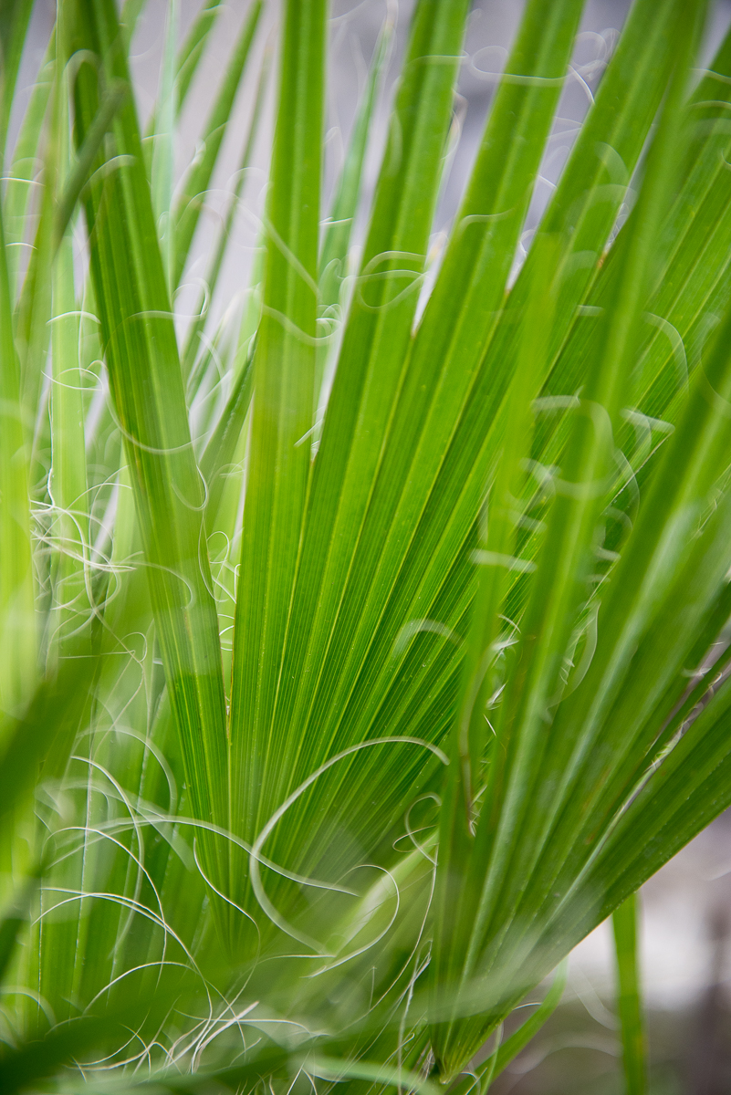palmė washingtonia filifera palm tree kambarinis augalas gėlės ir manufaktūra