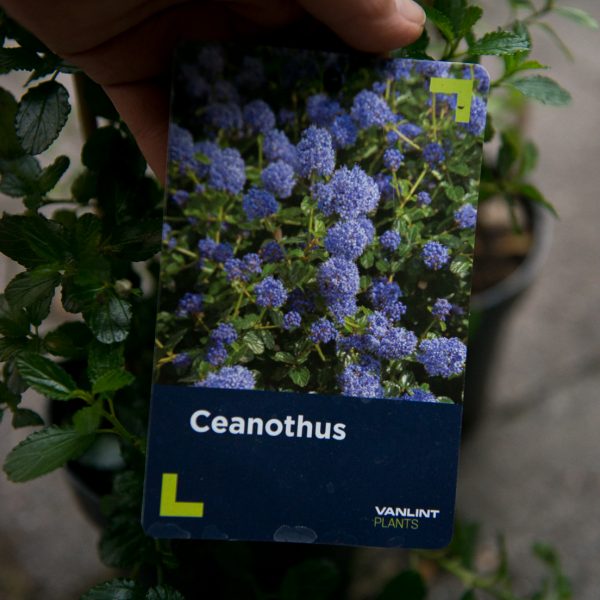 CEANOTHUS thyrsiflorus kekinis ceanotas kambarinis lauko augalas retas blueblossom žydintis gėlės ir manufaktūra plants-