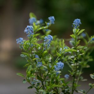CEANOTHUS thyrsiflorus kekinis ceanotas kambarinis lauko augalas retas blueblossom žydintis gėlės ir manufaktūra plants-