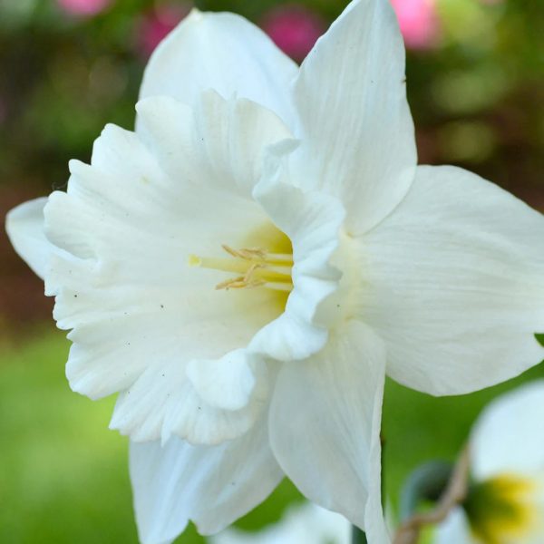 narcissus daffodils mount hood narcizai bulbs svogūnėliai svogūniniai augalai svogūnai gėlės ir manufaktūra