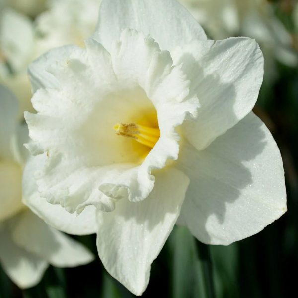 narcissus daffodils mount hood narcizai bulbs svogūnėliai svogūniniai augalai svogūnai gėlės ir manufaktūra