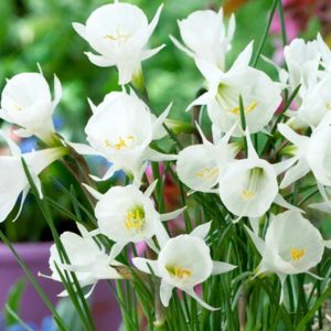 narcissus daffodils narcizas baltas Arctic bells bulbocodium gėlės ir manufaktūra svogūninis augalas svogunas dutchgrown