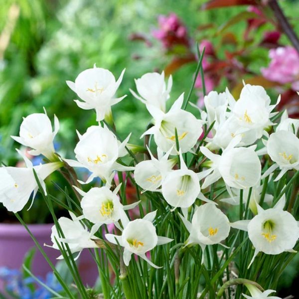 narcissus daffodils narcizas baltas Arctic bells bulbocodium gėlės ir manufaktūra svogūninis augalas svogunas dutchgrown