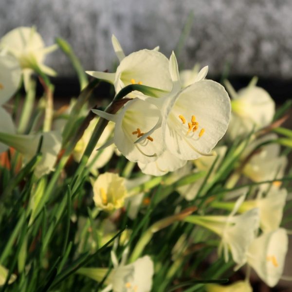 narcissus daffodils narcizas baltas Arctic bells bulbocodium mini narcizai gėlės ir manufaktūra bulbs svogūninis augalas svogunas