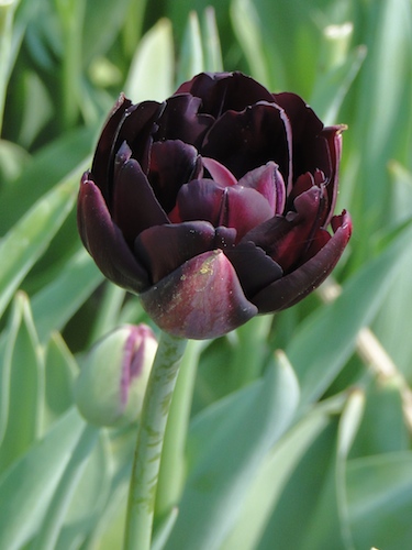 tulipa black hero juoda tulpe tulpiu svogūnėliai olandiški gėlės ir manufaktūra