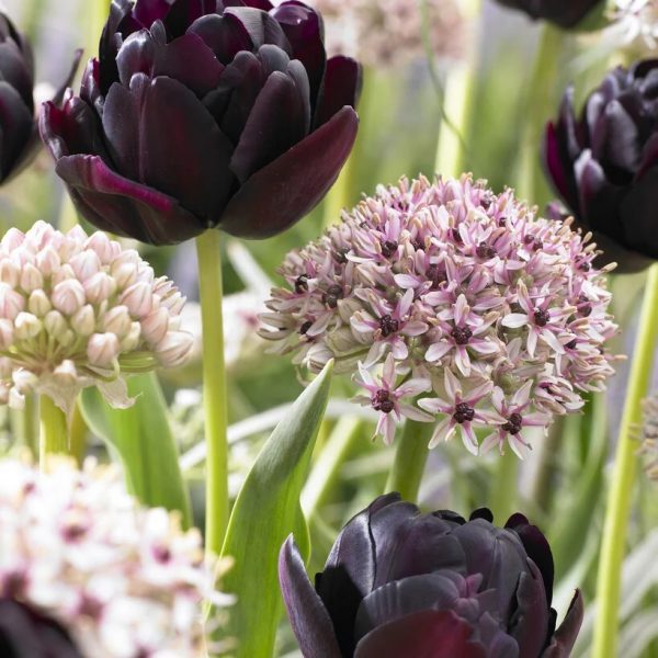 tulipa-black-hero tulips bulbs juoda tulpes tulpių svogūninis augalas gėlės ir manufaktūra double pilnavidures bijūnines