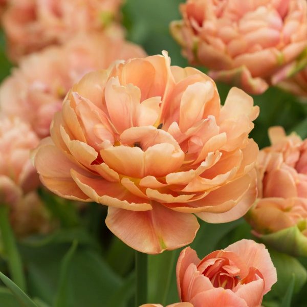 tulipa copper image double tulips tulpes tulpių svognai gėlės ir manufaktūra rudos vario spalvos pilnavidurės fluwel