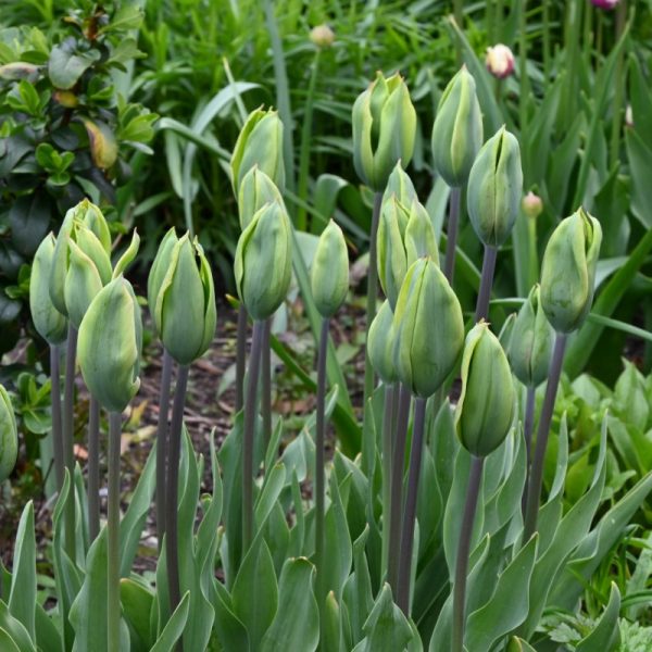 tulipa green king tulips viridiflora bulbs žalia tulpės tulpių svogūnai gėlės ir manufaktūra augalas Triumph
