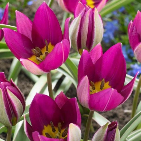 tulipa humilis persian pearl tulpė botaninė natūrali svogūniniai augalai gėlės ir manufaktūra svogūneliai botanical laukinė ryški ciklameno