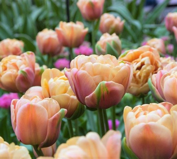 tulipa la belle epoque tulips bulbs tulpes tulpių svogūnėliai gėlės ir manufaktūra sendintos rudos vintage persikine