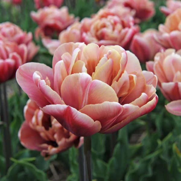 tulipa la belle epoque vintage tulips peony tulpes tulpių svogūnėliai gėlės ir manufaktūra sendinta koralo bijūninė pilnavidure
