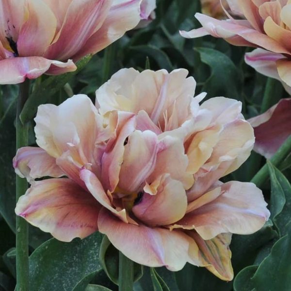 tulipa la belle epoque vintage tulips peony tulpes tulpių svogūnėliai gėlės ir manufaktūra sendinta koralo bijūninė pilnavidure