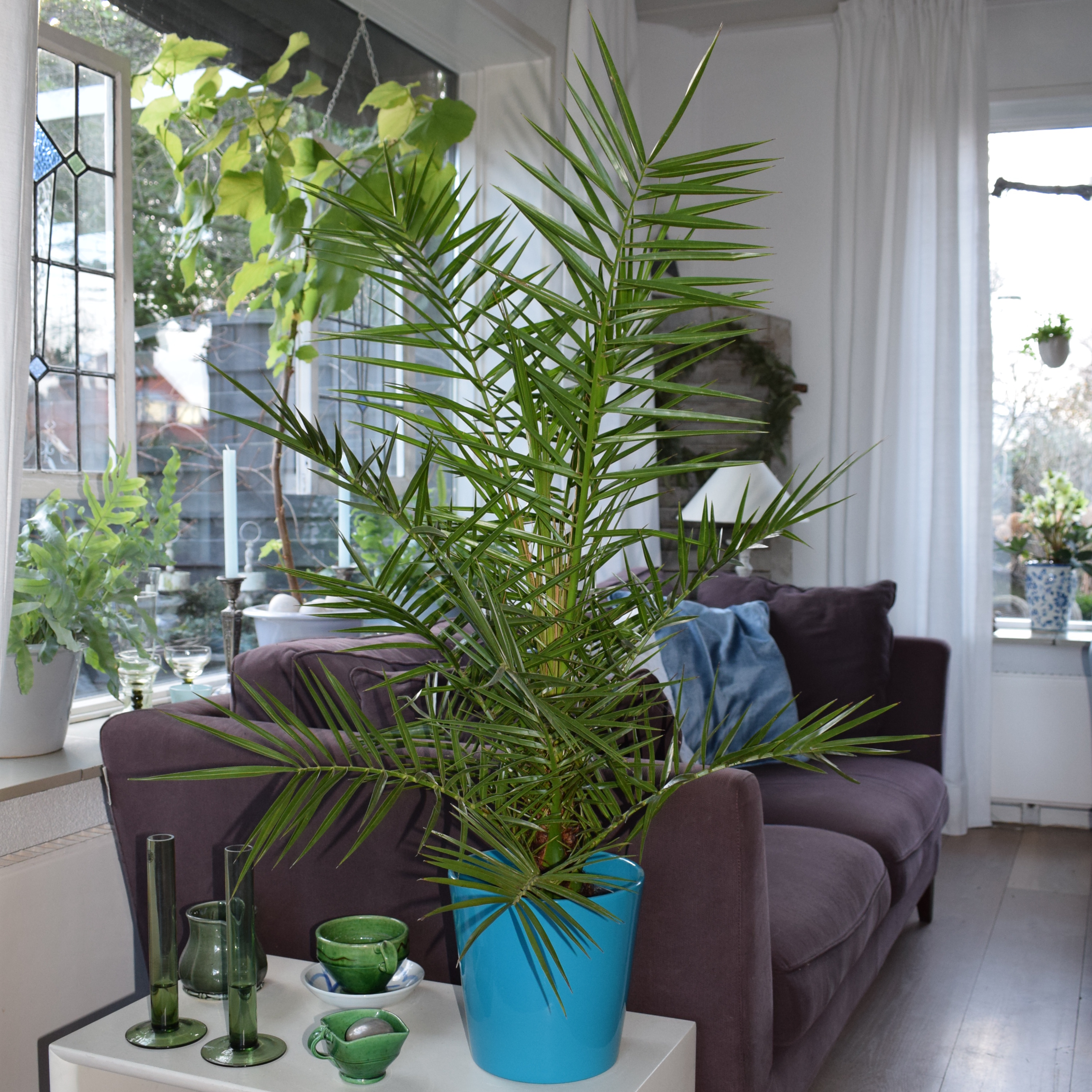 phoenix canariensis palm palmier finikinė palmė Kanarų finikas kanarinis