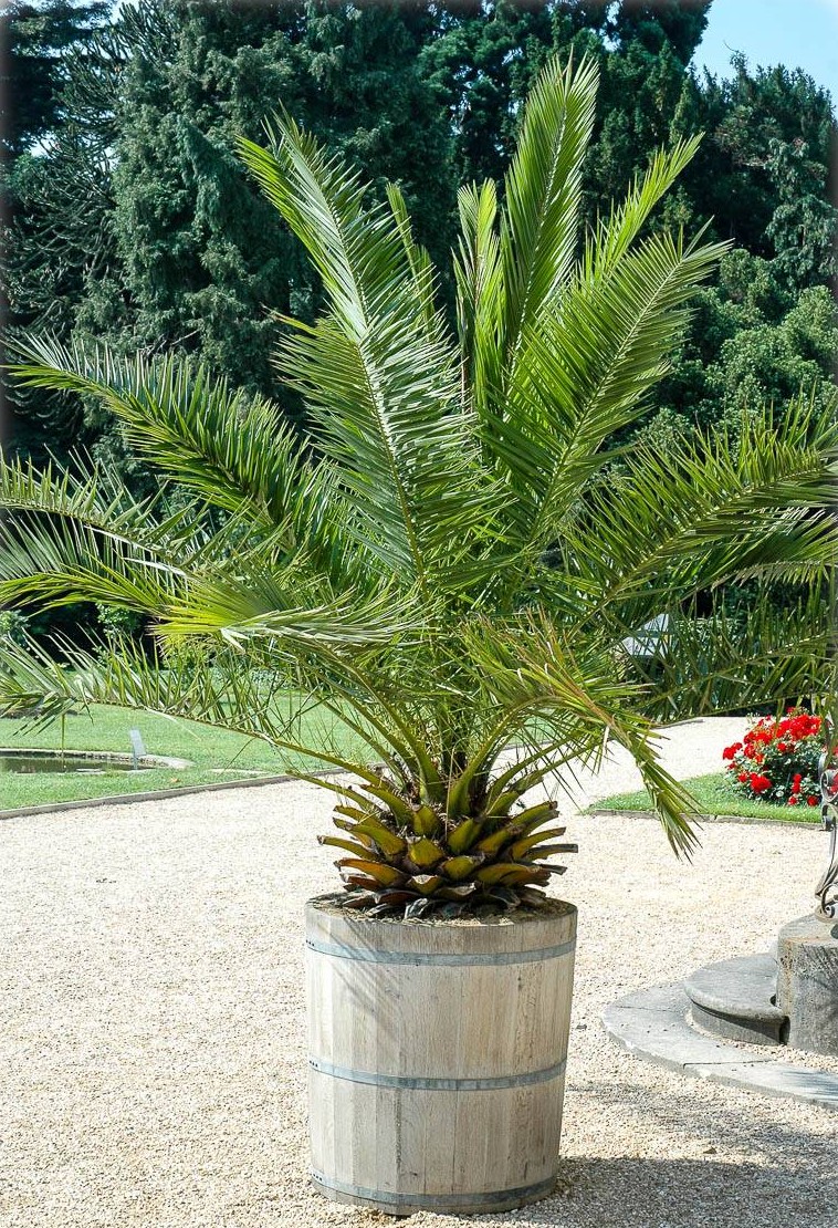 phoenix-canariensis-kanarische-dattel-palme date finikinė palmė Kanarų datulė flora toscana