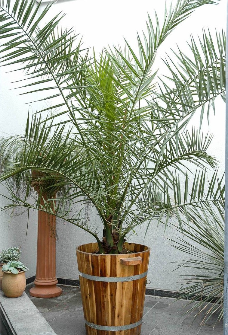 phoenix-canariensis-kanarische-dattel-palme date finikinė palmė Kanarų datulė flora toscana