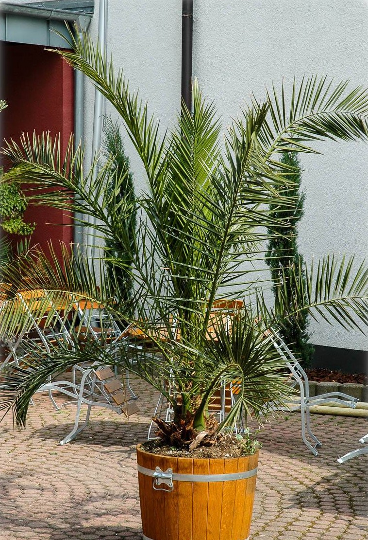 phoenix-canariensis-kanarische-dattel-palme date finikinė palmė Kanarų datulė flora toscana