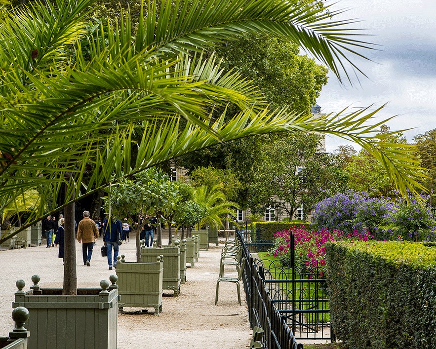 phoenix canariensis palm palmier finikinė palmė Kanarų finikas kanarinis