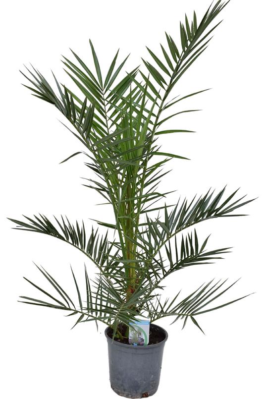 phoenix-canariensis-kanarische-dattel-palme date finikinė palmė Kanarų datulė flora toscana