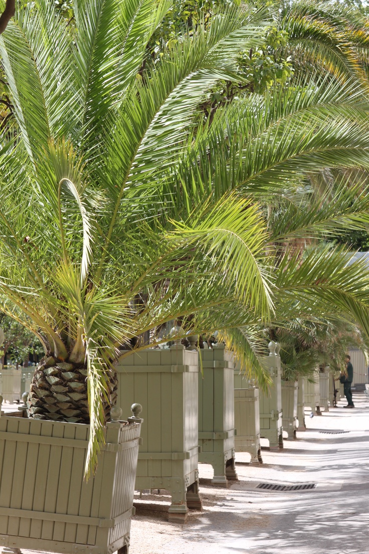 phoenix-canariensis-kanarische-dattel-palme date finikinė palmė Kanarų datulė flora toscana