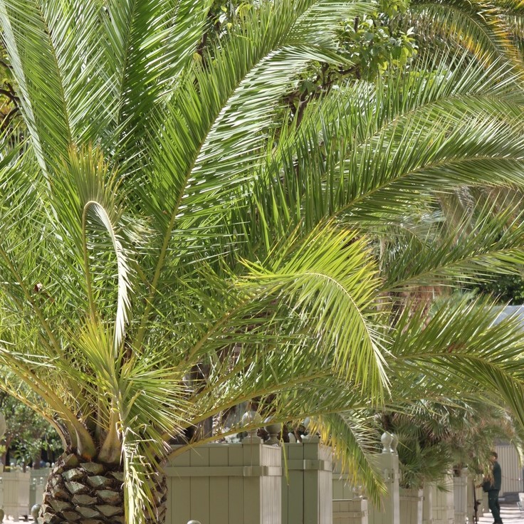 phoenix-canariensis-kanarische-dattel-palme date finikinė palmė Kanarų datulė flora toscana