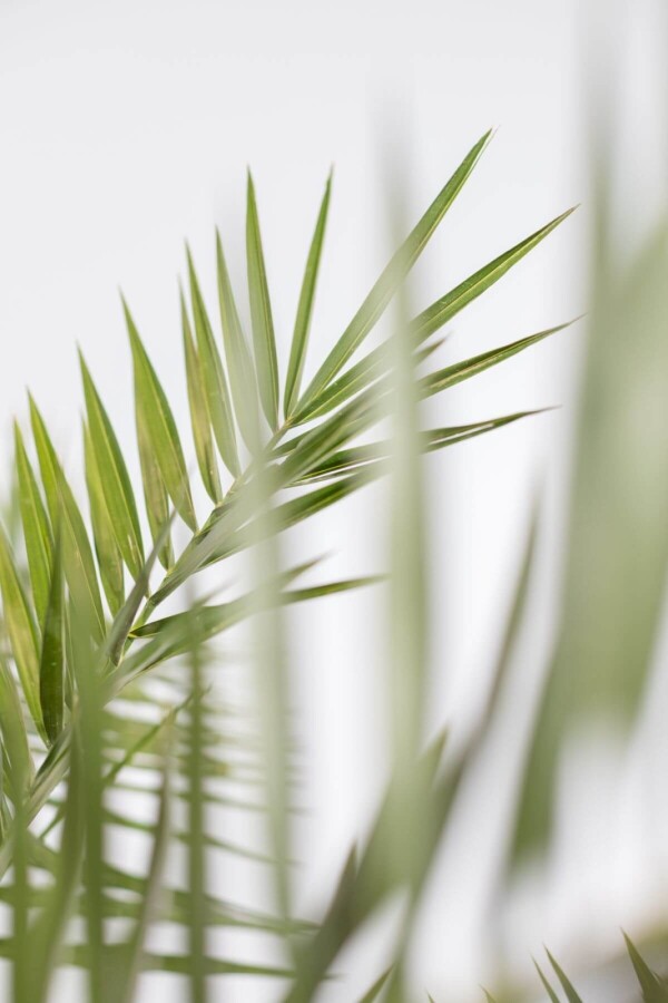 phoenix canariensis palm palmier finikinė palmė Kanarų finikas kanarinis