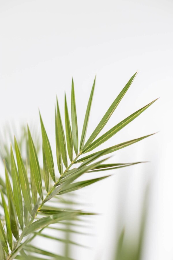 phoenix canariensis palm palmier finikinė palmė Kanarų finikas kanarinis