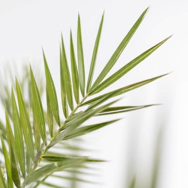 phoenix canariensis palm palmier finikinė palmė Kanarų finikas kanarinis