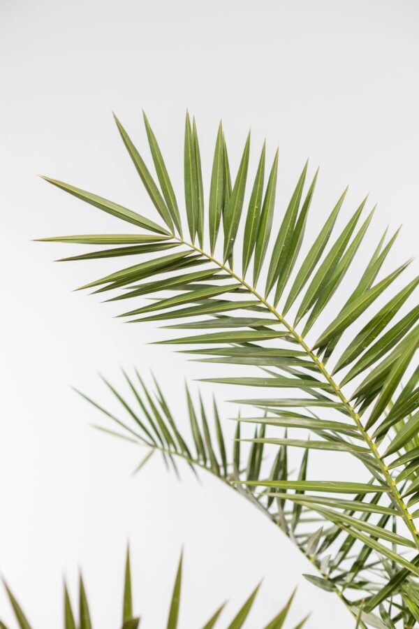 phoenix canariensis palm palmier finikinė palmė Kanarų finikas kanarinis