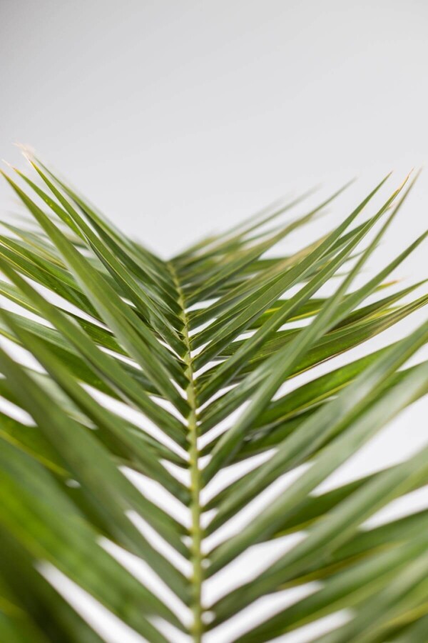 phoenix canariensis palm palmier finikinė palmė Kanarų finikas kanarinis