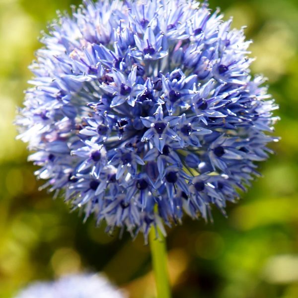 allium azureum caeruleum mėlynas ornamental bulbs dekoratyvinis svogūninis augalas česnakas gėlės ir manufaktūra