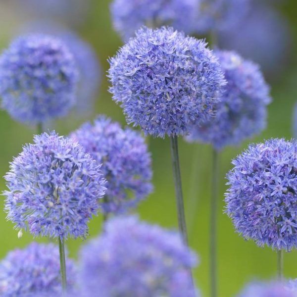 allium caeruleum azureum blue mėlynas svogūninis augalas česnakas dekoratyvinis svogūnas gėlės ir manufaktūra bulbs